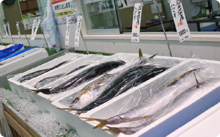 魚のプロがいるから心強い